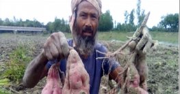 গাইবান্ধায় মিষ্টি আলুর বাম্পার ফলনে খুশি চাষিরা গাইবান্ধায় মিষ্টি আলুর বাম্পার ফলনে খুশি চাষিরা