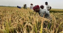 ধান ঘরে তুলতে ব্যস্ত ফুলছড়ির কৃষকরা