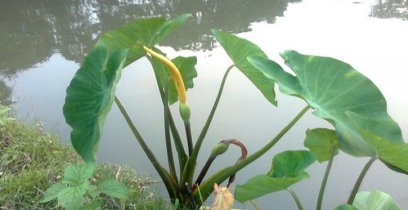 কচুর কোনো অংশই ফেলনা নয়, জেনে নিন উপকারগুলো