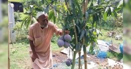 সবচেয়ে দামি আম মিয়াজাকি চাষ করছেন আব্দুল মান্নান!