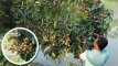 প্রথমবারের মতো চাষে ১০ লাখ টাকার লিচু বিক্রির আশা!