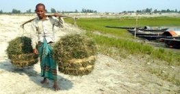 চরের ঘাসে সংসার চলে রহিম আলীর