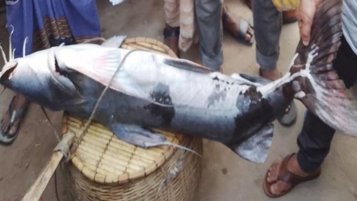 গাইবান্ধার ব্রক্ষপুত্র নদে ধরা পড়লো ৩১ কেজির বাঘাইড় মাছ গাইবান্ধার ব্রক্ষপুত্র নদে ধরা পড়লো ৩১ কেজির বাঘাইড় মাছ