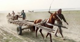 গাইবান্ধার ৭০টি চরে ঘোড়ার গাড়ীই প্রধান বাহন!