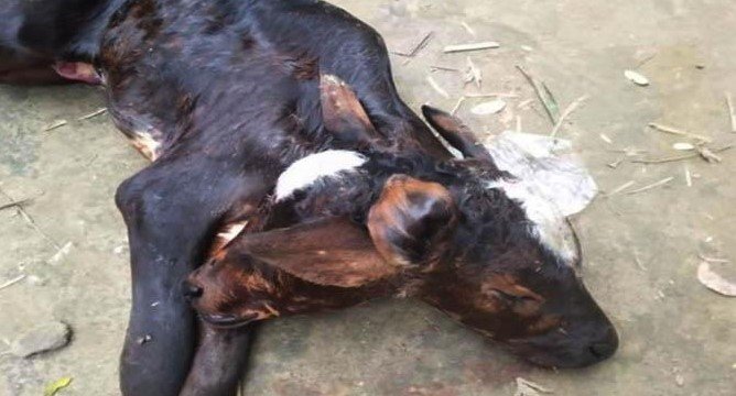 দুই মাথা ও চার চোখ বিশিষ্ট বাছুরের জন্ম দেয় গাভী! দুই মাথা ও চার চোখ বিশিষ্ট বাছুরের জন্ম দেয় গাভী!