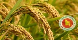 আমনের উৎপাদন বাড়াতে ৩৩ কোটি টাকার প্রণোদনা