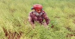 সাঘাটায় কালোজিরা চাষে স্বপ্ন বুনছেন কৃষক