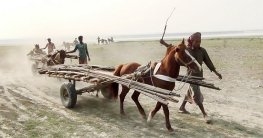 গাইবান্ধার ৭০টি চরে ঘোড়ার গাড়ীই প্রধান বাহন