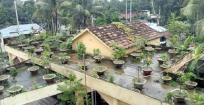 পলাশবাড়ীর মনোহরপুর ইউপি ভবনে দৃষ্টিনন্দন ছাদ-বাগান