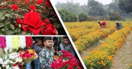 বাণিজ্যিকভাবে ফুল চাষে লাভবান হচ্ছেন কৃষকরা
