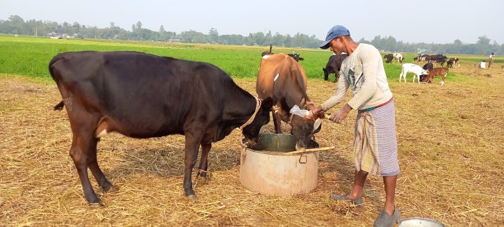 বাথান নাম ধরে ডাকলেই গাভী চলে আসে রাখালের কাছে বাথান নাম ধরে ডাকলেই গাভী চলে আসে রাখালের কাছে