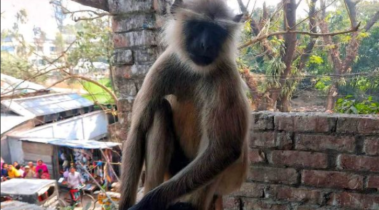 গাইবান্ধা কালিরবাজারের লোকালয়ে হনুমান দেখতে জনতার ভিড়