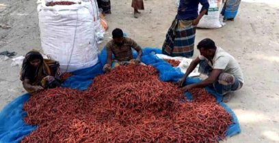 গাইবান্ধায় চরাঞ্চলে ২০০ কোটি টাকার মরিচ বিক্রির সম্ভাবনা