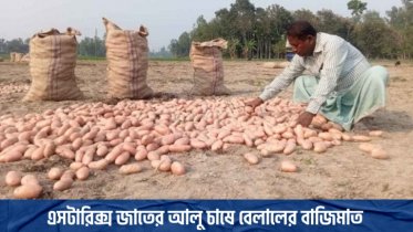 এসটারিক্স জাতের আলু চাষে বেলালের বাজিমাত (ভিডিওসহ)
