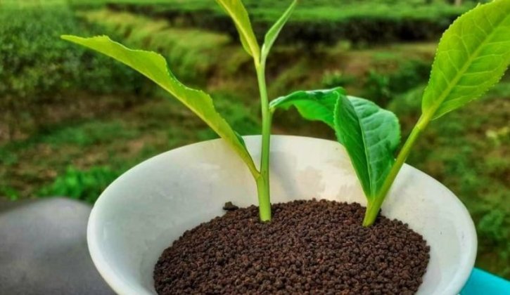 ত্বক ও চুলের যত্নে চা পাতার ব্যবহার জানলে অবাক হবেন ত্বক ও চুলের যত্নে চা পাতার ব্যবহার জানলে অবাক হবেন