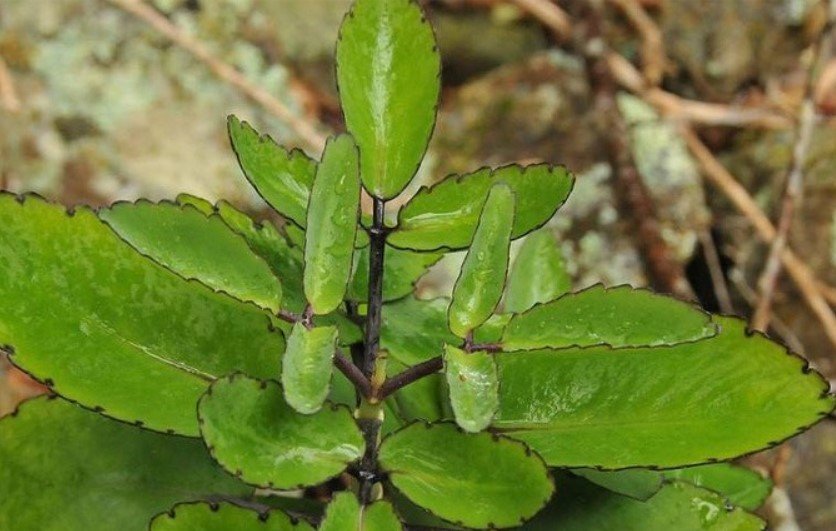 পাইলস্ ও অর্শ রোগের উপশম পাথরকুচিতে