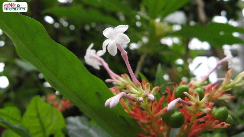 জ্বর, ঠান্ডা ও কাশি হলে ভরসা রাখুন সর্পগন্ধায় জ্বর, ঠান্ডা ও কাশি হলে ভরসা রাখুন সর্পগন্ধায়