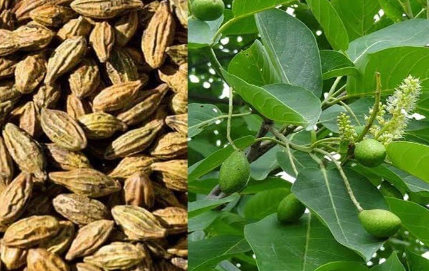 তারুণ্য ধরে রাখে হরিতকী তারুণ্য ধরে রাখে হরিতকী