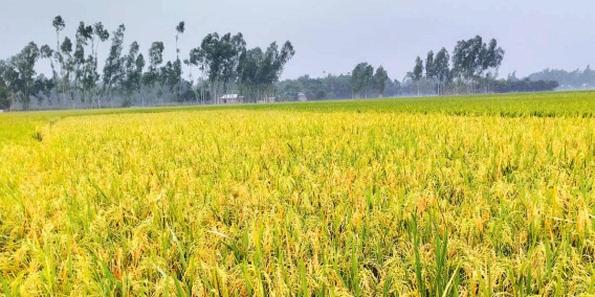 গাইবান্ধায় ২০০ কোটি টাকার ধান উৎপাদন