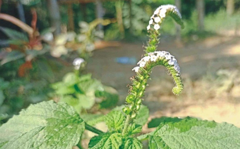ঔষধি গুণে ভরপুর হাতিশুঁড় গাছ
