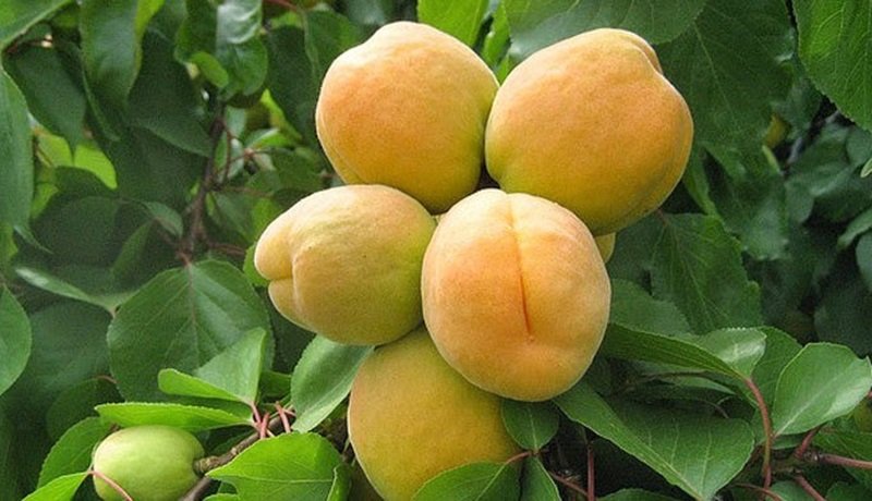 মুখ ও শরীরের ঘা শুকাতে উপকারী তৈকর ফল