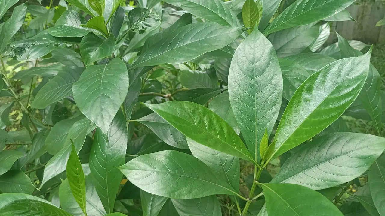 বিলুপ্ত হয়ে পড়ছে ভেষজ রত্ন বাসক