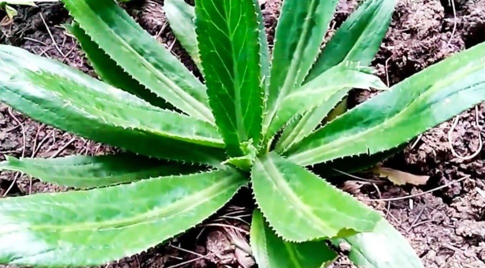 ক্ষুধা বৃদ্ধি করে বিলাতি ধনিয়া, কমায় চুলকানি