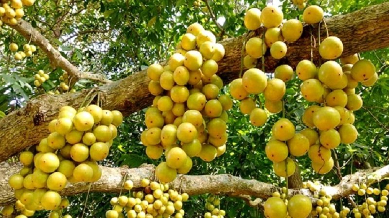 রক্ত স্বল্পতার সমস্যা দূর করে লটকন রক্ত স্বল্পতার সমস্যা দূর করে লটকন