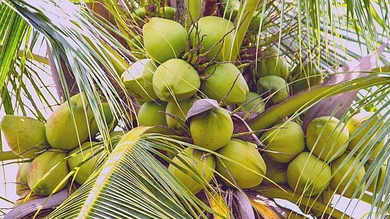 বিশ্ব নারিকেল দিবস আজ বিশ্ব নারিকেল দিবস আজ