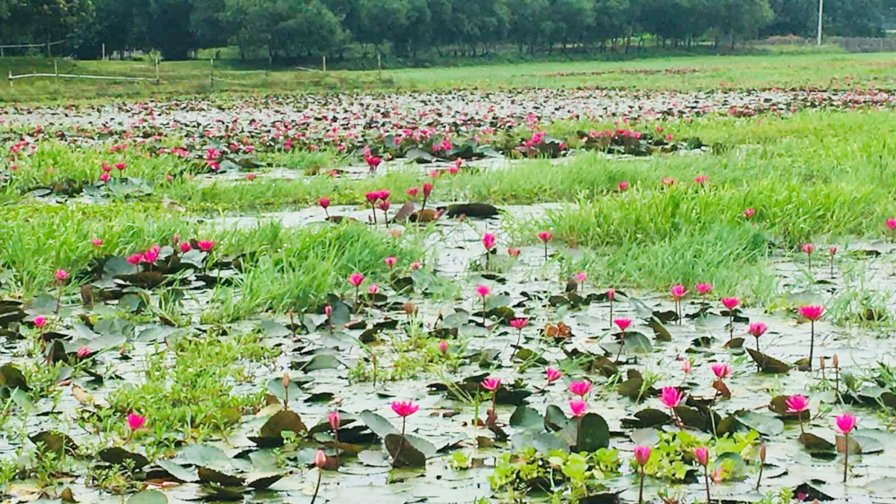 টোডা বিলে লাল শাপলার সমাহার